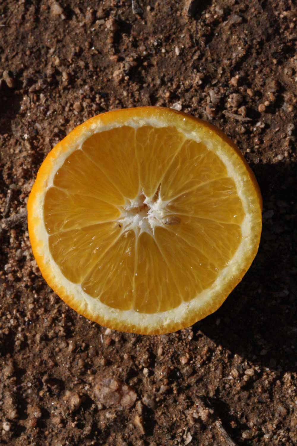              Fruit cross-section (Riverside, CA)       